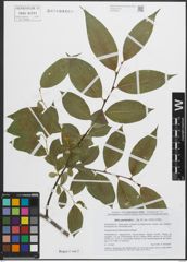 Foto von Salix pentandra L.